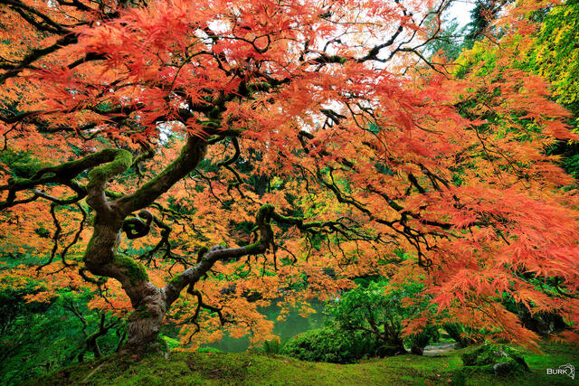 Trees