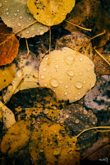 Autumn leaves with rain drops.