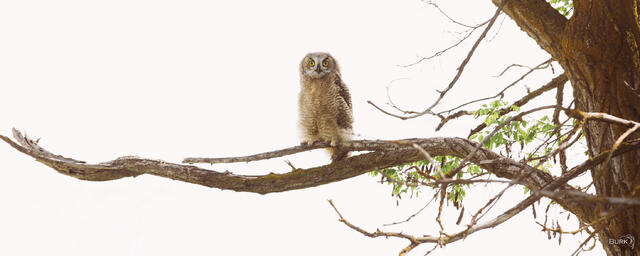 An owl on a branch with a white backdrop.