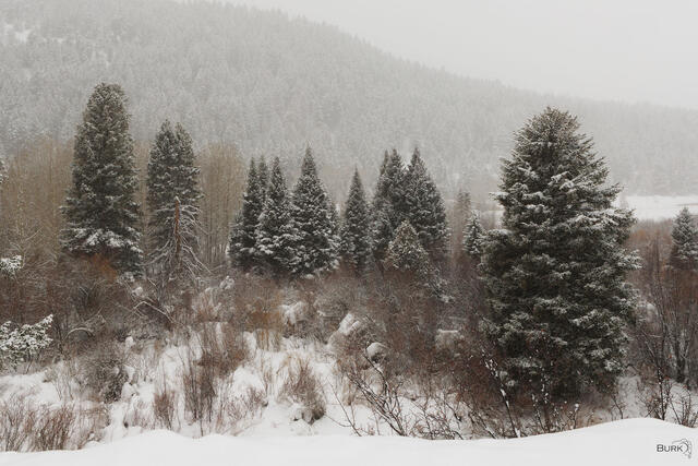 Dusted Pines