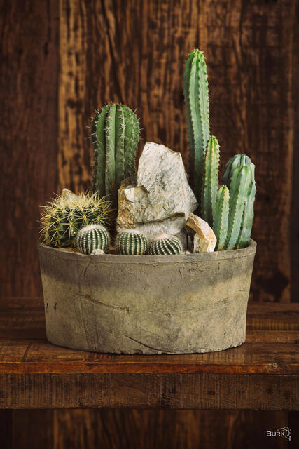 Still life photograph of assorted green cacti arranged with pale stones in a weathered rustic planter, set against a warm wooden backdrop and tabletop.