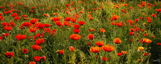 Mantua poppy flowers.