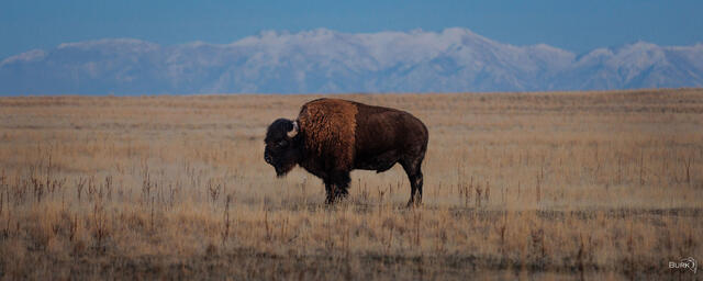 Bison standing tall and still at Antelope Island State Park.