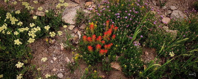 "Indian Paintbrush" Wildflowers