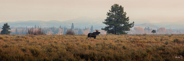 A moose stands alone in Grand Teton National Park at sunrise.