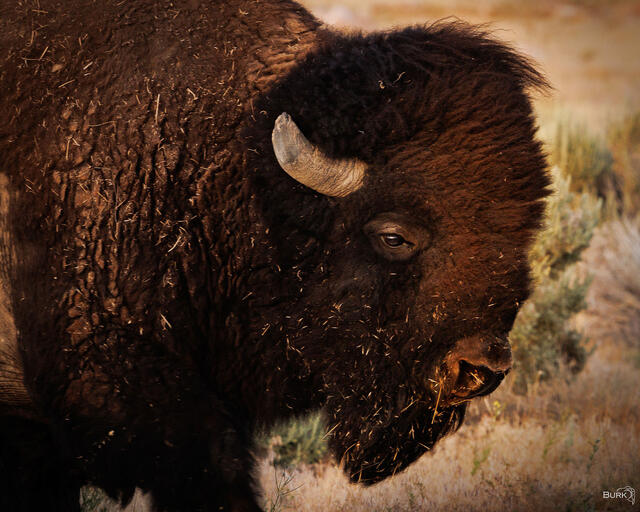 Bison at Antelope Island State Park in Utah