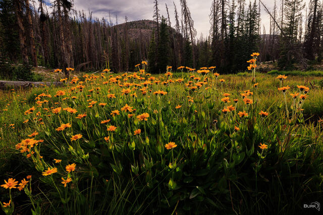 Arnica wildflowers