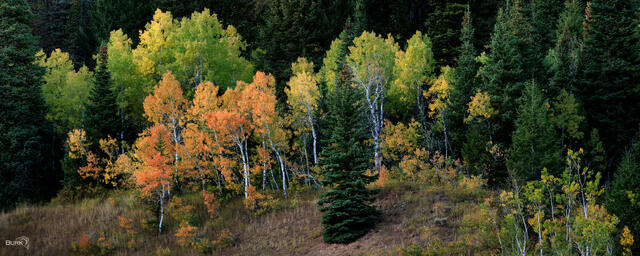 Autumn-colored trees up Big Cottonwood Canyon in Utah 