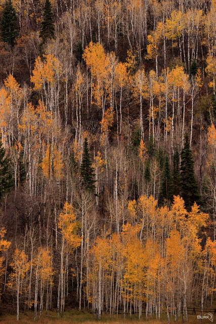 Autumn Aspen