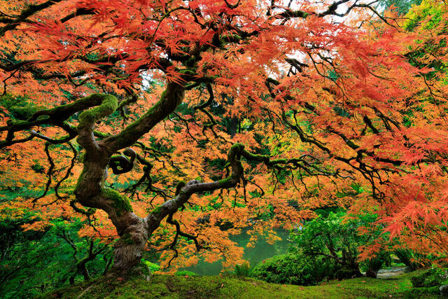 Trees