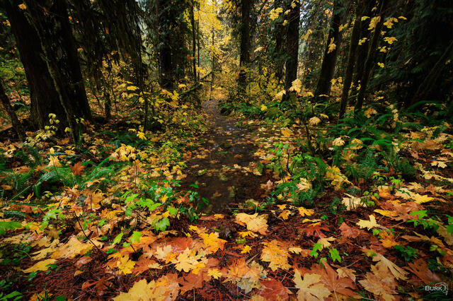 Gifford Pinchot National Forest autumn season.
