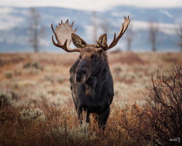 Gros Ventre Proud Bull Moose