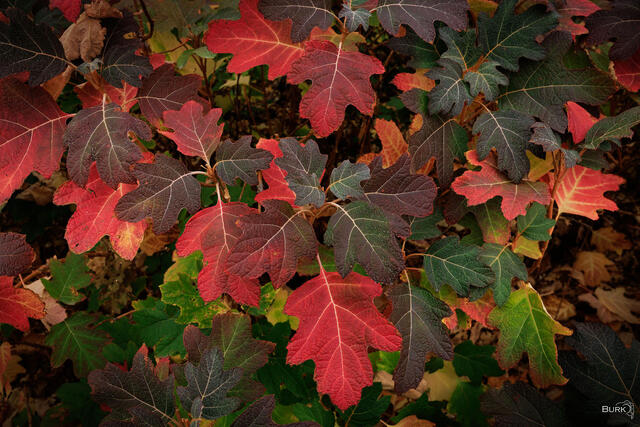 Autumn Caramel Coral Bells