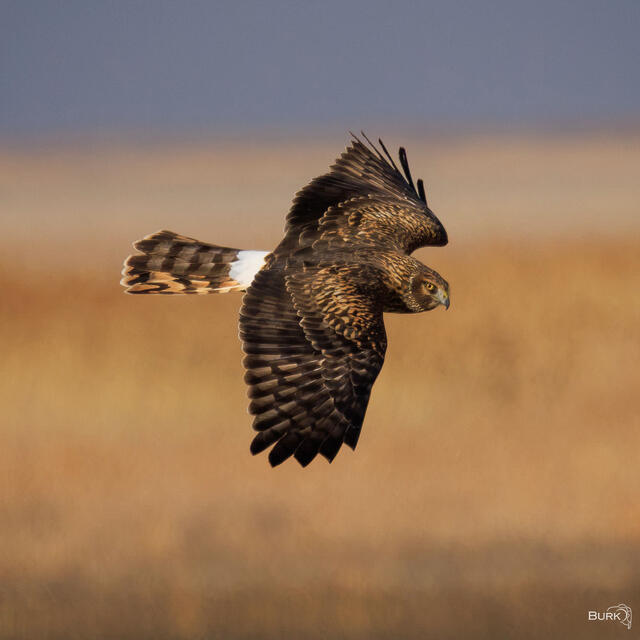 Northern Harrier in Flight