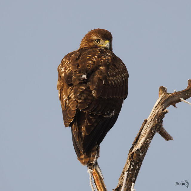A young Red-tailed Hawk soaking in the sunlight
