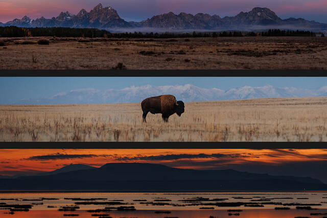 Panoramics
