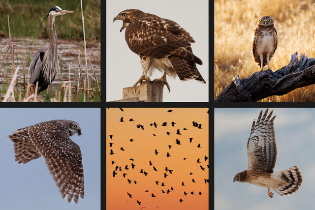 Birds
