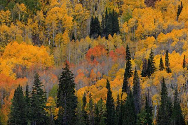 Brighton Ski Resort
