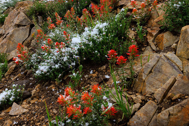 Wildflowers 