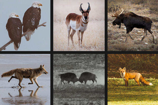 Wildlife