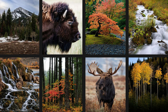 Vertical Images