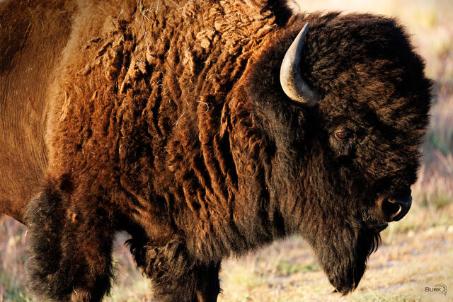 Bison roaming the plains of Antelope Island State Park in Utah.