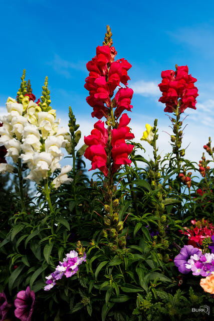 Snapdragon flowers at Snowbasin Resort in Utah.
