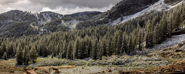 Summer at Albion Basin, Utah