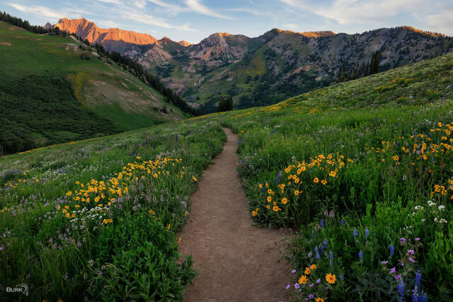 Alpenglow Over Albion Meadows Trail