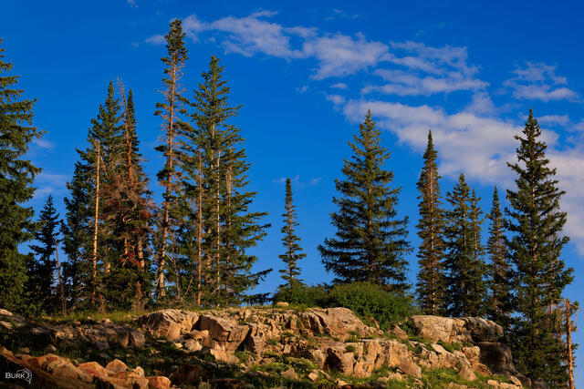 Pine trees at Albion Basin near Alta ski area in Utah.