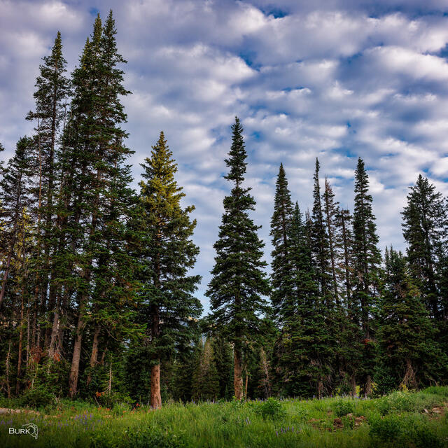 High Country Pines