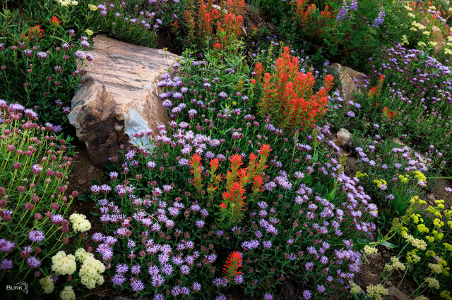 Alpine Confetti