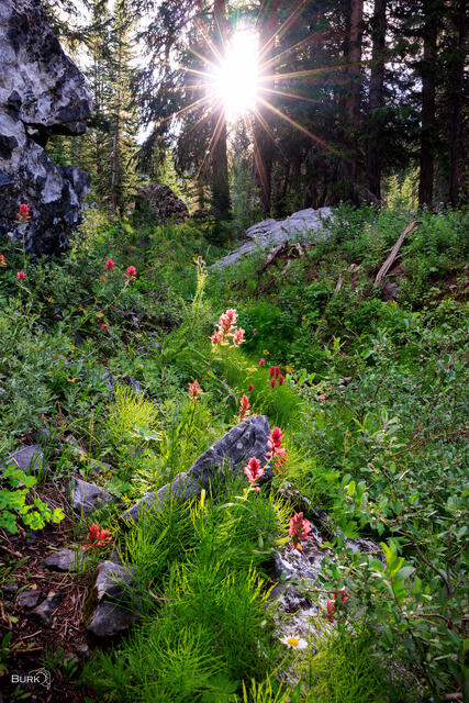 Indian Paintbrush wildflowers backlit by sunlight at Albion Basin in Alta, Utah.