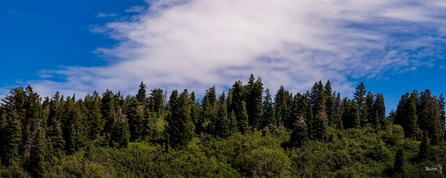 Trees above Sundance Resort in Utah.