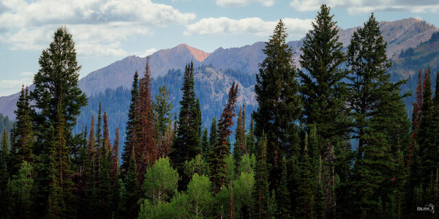 Jordan Pines up Big Cottonwood Canyon in Utah