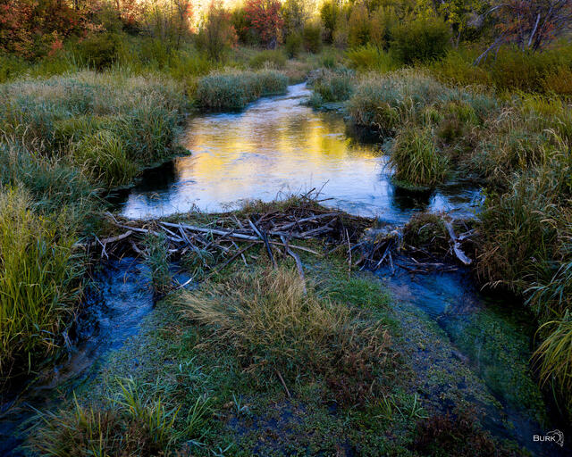 Beaver Paradise