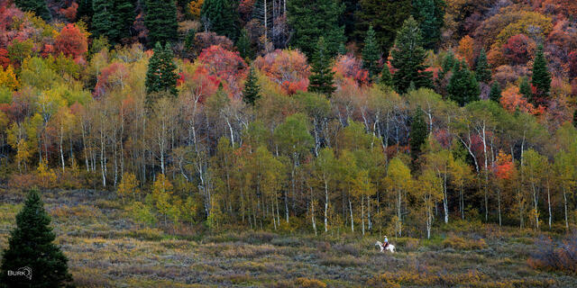 Horseback riding at Snowbasin Resort in Utah.