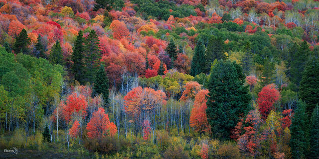 Snowbasin Autumn