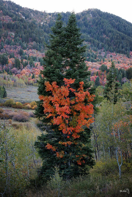 A maple tree growing within an evergreen tree at Snow Basin Resort in Utah 