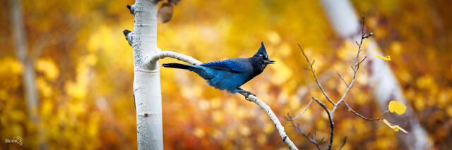 Steller's Jay on an Autumn Day