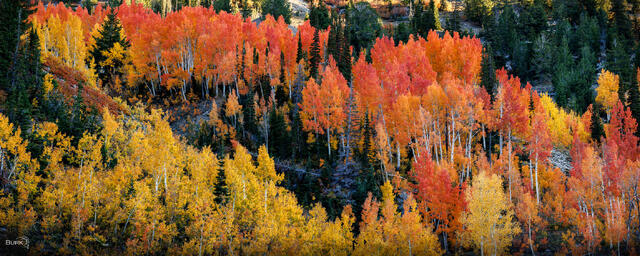 Orange and yellow autumn trees in Little Cottonwood Canyon