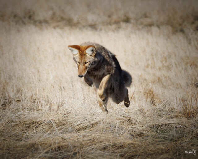 Coyote jumping for a mouse in a field.