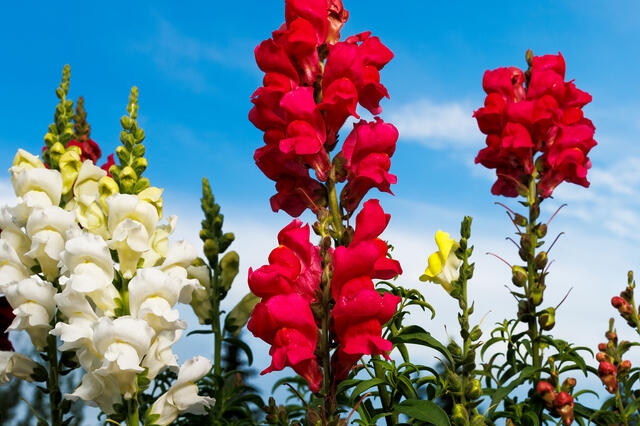 Garden Flowers