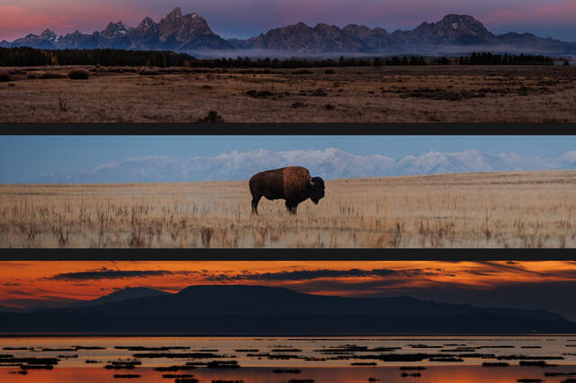 Panoramics