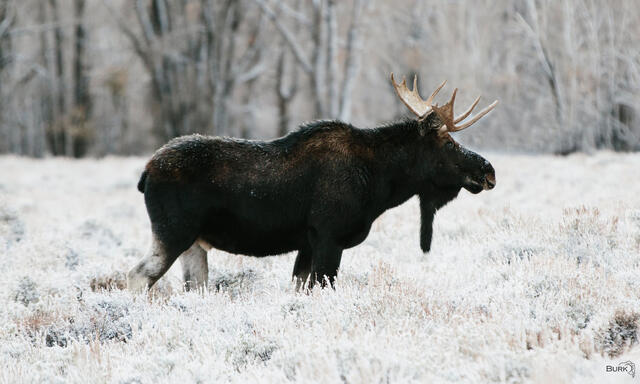 A moose near Jackson Hole, Wyoming during winter season.
