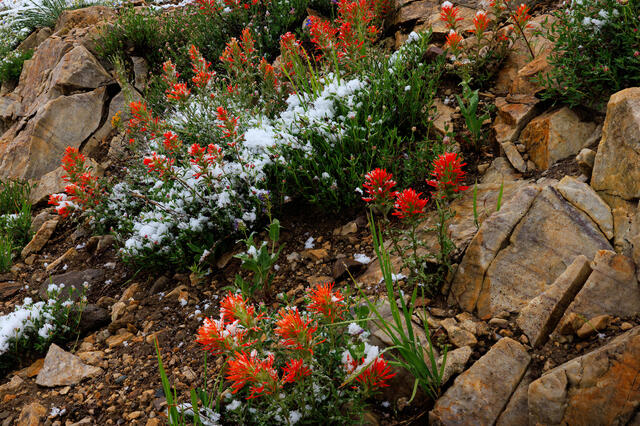 Wildflowers 