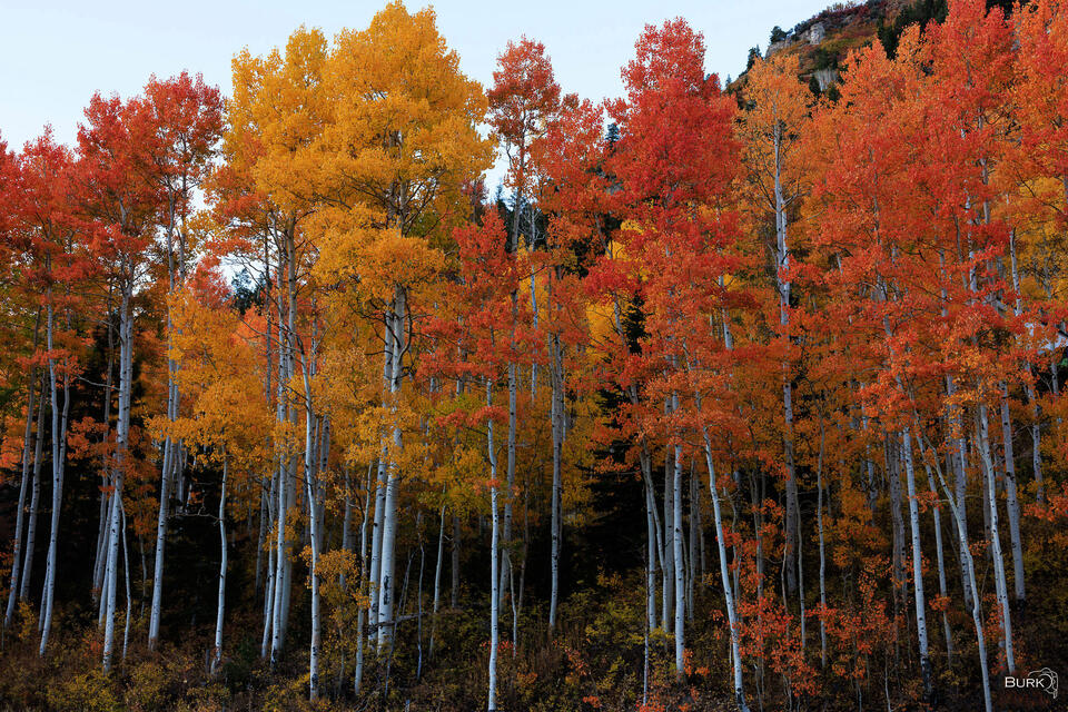 Gold and Orange Awakening