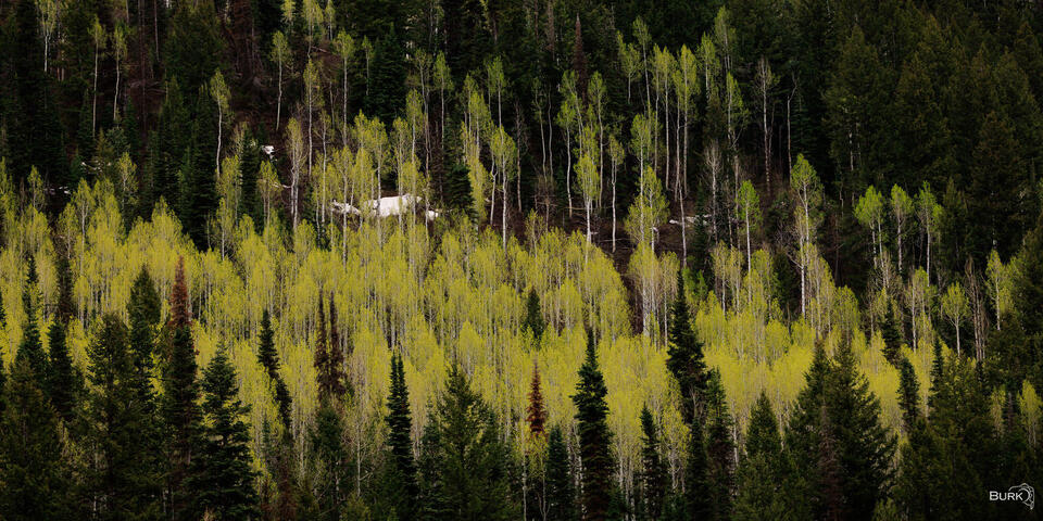 Aspen and Pine Trees.