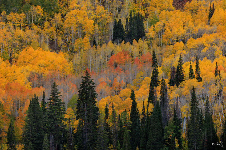 Big Cottonwood Canyon during autumn season.