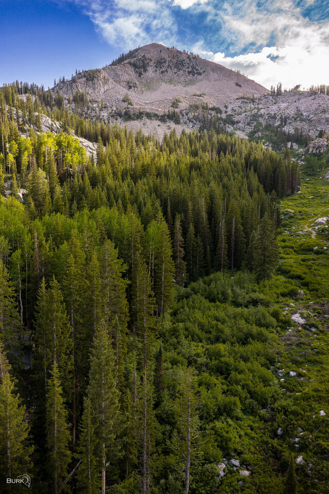 Pine trees at Brighton Ski Resort in Utah.